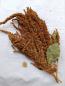 Preview: Gold Amaranth getrocknet 75g